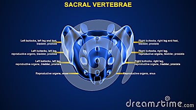 What is the function of sacral vertebrae Stock Photo